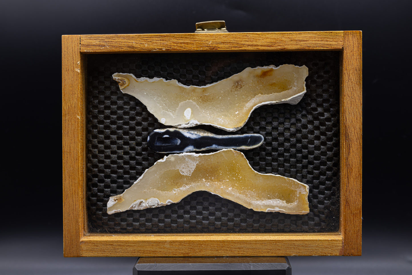Tampa Bay Agatized Coral in Custom Display Case