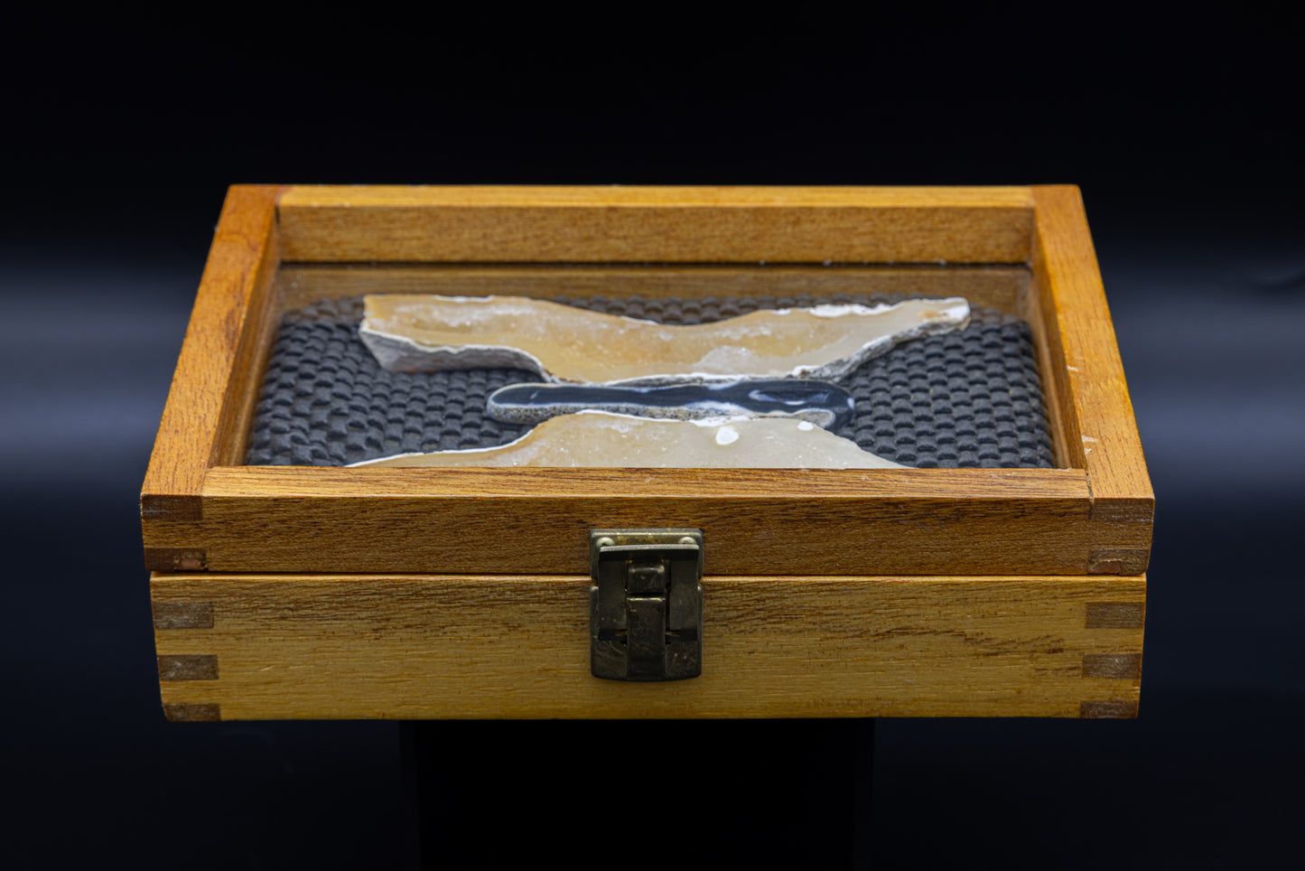 Tampa Bay Agatized Coral in Custom Display Case