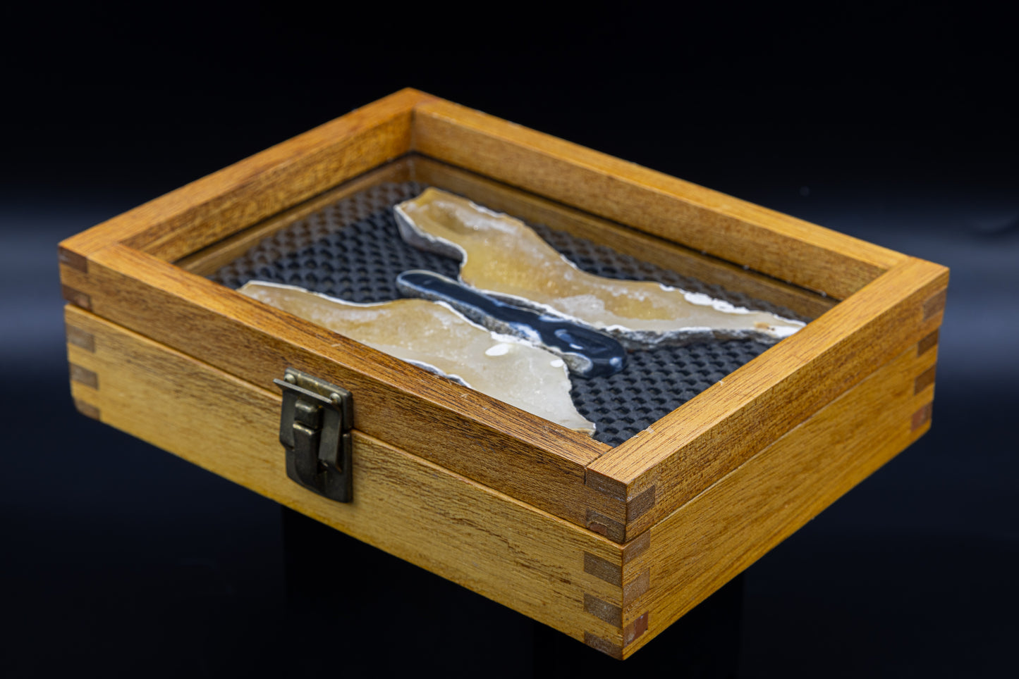 Tampa Bay Agatized Coral in Custom Display Case