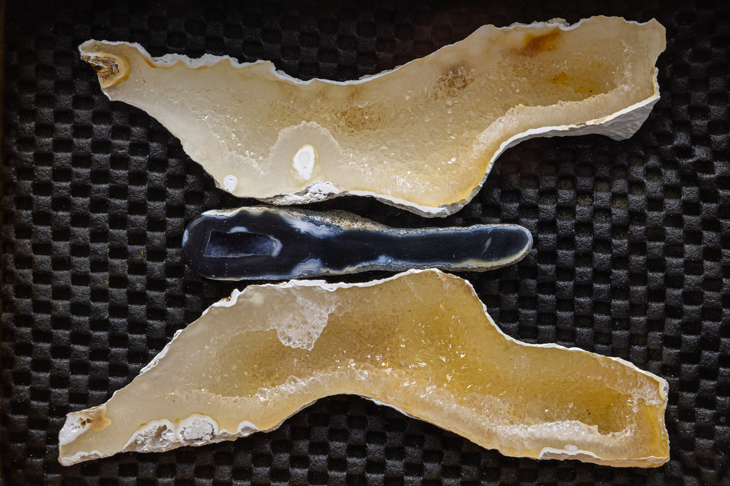 Tampa Bay Agatized Coral in Custom Display Case