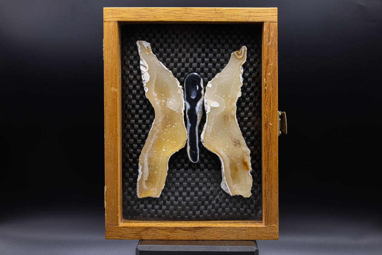 Tampa Bay Agatized Coral in Custom Display Case