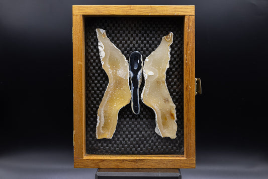 Tampa Bay Agatized Coral in Custom Display Case